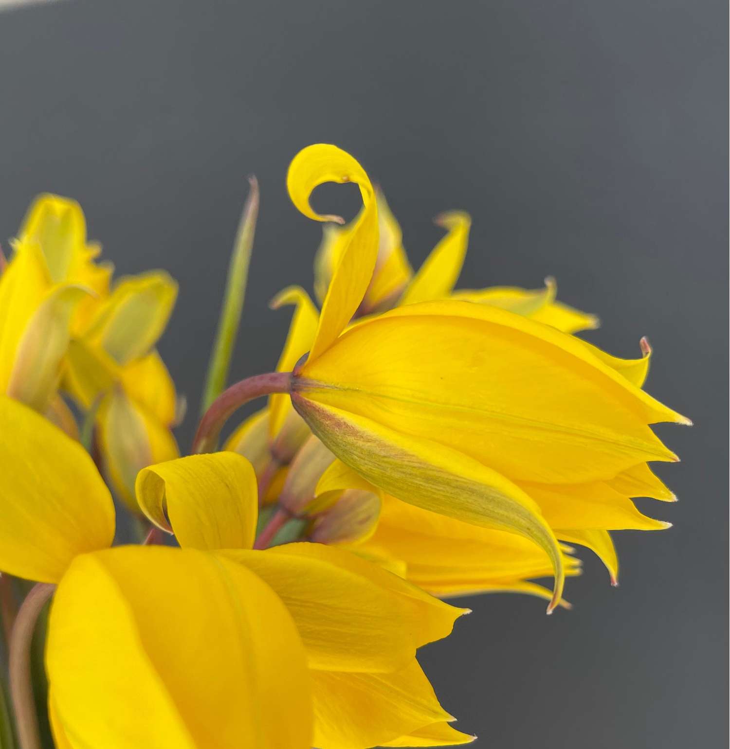 Botaaninen tulppaani 'Sylvestris'